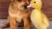 Cute Dog Friendship।। Funny Dog Hilarious Video।।funny dog save freindsPets Video।। Funny Animals video