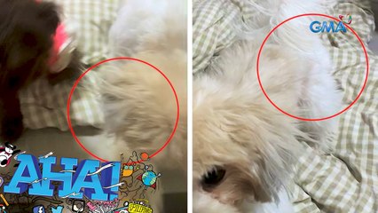 Aso, may nakitang nakakakilabot kaya tumatayo ang balahibo?! | AHA!