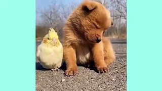 Funny Cats  Video 2021 Funny Animals Compilation 2022  ! Cute baby Dogs Cats _