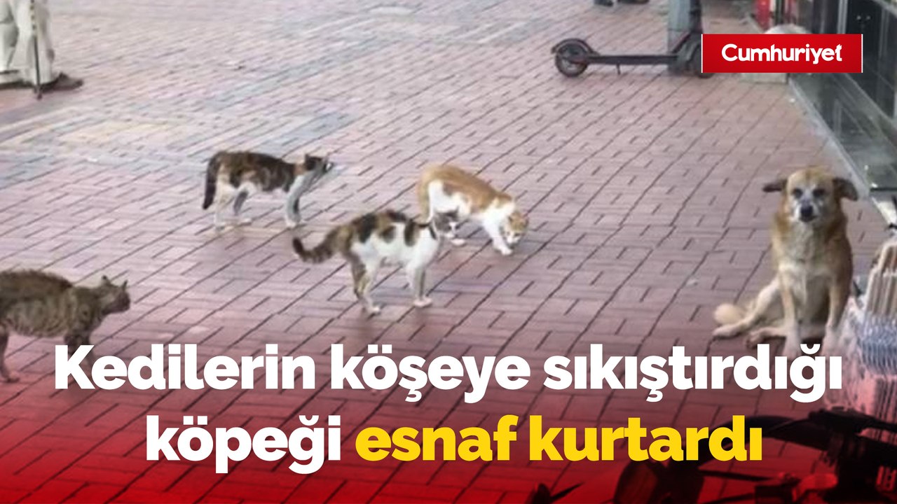 Kedilerin köşeye sıkıştırdığı köpeği esnaf kurtardı