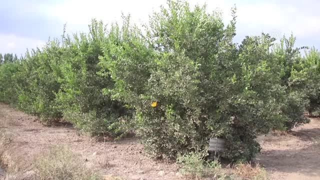 Mersin haberi! Narenciye sezonu öncesi Akdeniz meyve sineğine karşı topyekun mücadele