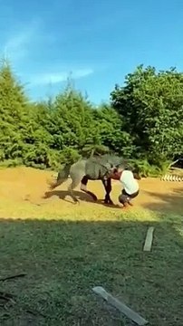 Watch it to end ❤ , horses training, pony, horses running, horse, pferd, caballos # shorts