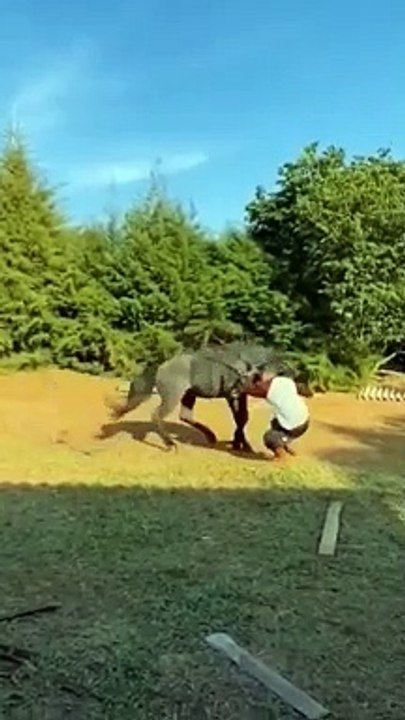 Watch it to end ❤ , horses training, pony, horses running, horse, pferd, caballos # shorts