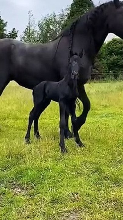 Too close for comfort ❤️_, horses training, pony, horses running, horse, pferd, # shorts, ponies (2)