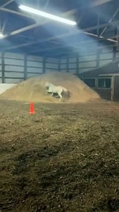 What would you name this horse , training, pony, horses running, horse, pferd, # shorts, ponies