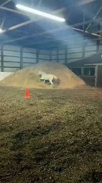 What would you name this horse , training, pony, horses running, horse, pferd, # shorts, ponies