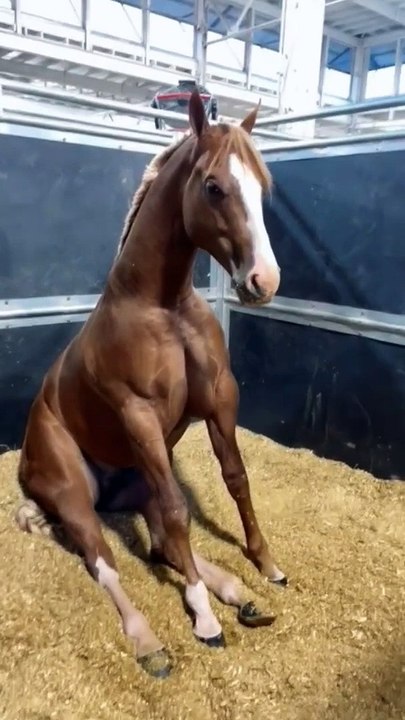 SOo funny horses , most beautiful horse, horses training, pony, horse, pferd, # shorts, equestrian