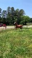 This will melt your heart ❤️, horses training, pony, horse, pferd, # shorts, equestrian