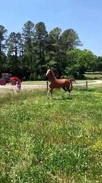 This will melt your heart ❤️, horses training, pony, horse, pferd, # shorts, equestrian