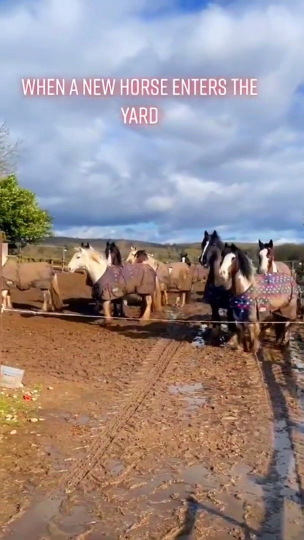 ⁣Too close for comfort ❤️_, horses training, pony, horses running, horse, pferd, # shorts, ponies