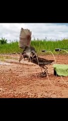 patungnya sangat menyerupai bikin burung tikusan emosi #shorts