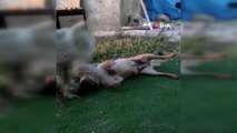 Elazığ haber: Elazığ'da vahşet... Köpeği 7 yerinden bıçaklayarak öldürdüler