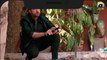 Mushkil Episode 39 |    | Saboor Ali | Khushhal Khan | Zainab Shabbir | HAR PAL GEO only on everytimemasti