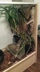 Lizard Poses in Enclosure Like in Famous Titanic Scene