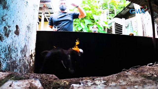 Rescuing the Philippine Warty Pig | Born to be Wild
