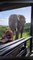 Un éléphant leurs rend visite pendant leurs vacances