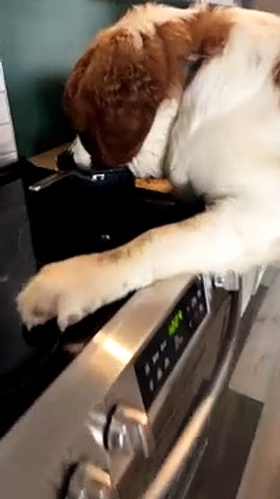Saint Bernard Helps Himself to Stew