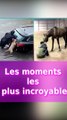Des moments d'animaux touchants et mignons 