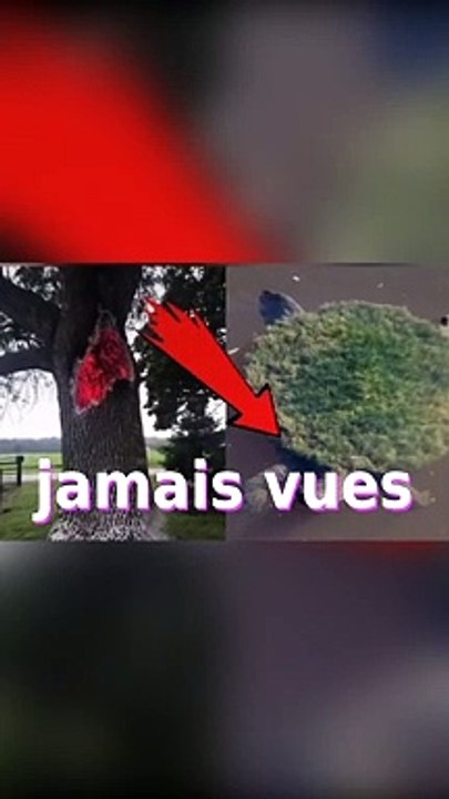 Des choses étonnantes que vous n'avez jamais vues auparavant #shorts