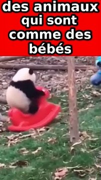 Des animaux qui sont comme des bébés pandas #shorts