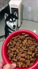 Ce chien mange uniquement de la nourriture cuisiné