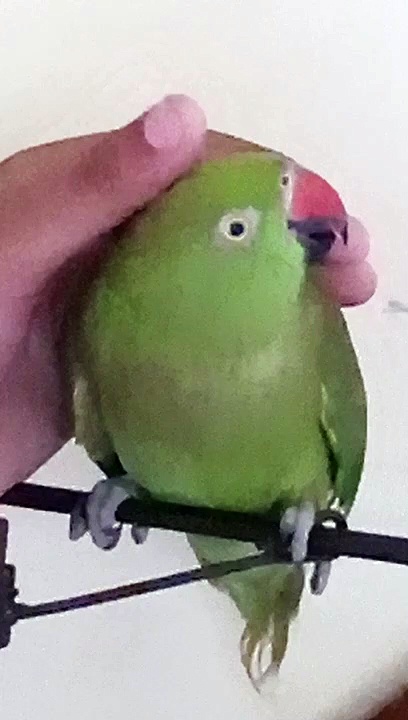 Parrot talking
