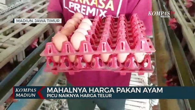 Mahalnya Harga Pakan Ayam Picu Naiknya Harga Telur