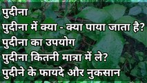 पुदीना का उपयोग _ pudina ke fayde aur nuksan _ Benefits of Mint Leaves in Hindi _ Home Remedies