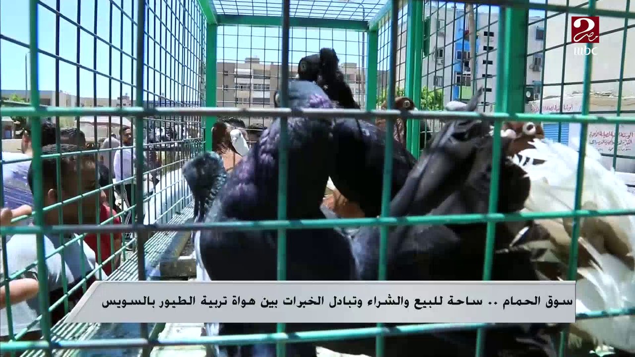 سوق الحمام .. ساحة للبيع والشراء وتبادل الخبرات بين هواة تربية الطيور بالسويس