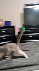 I Know I Can Get It!