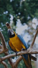 Cute Parrot #birds