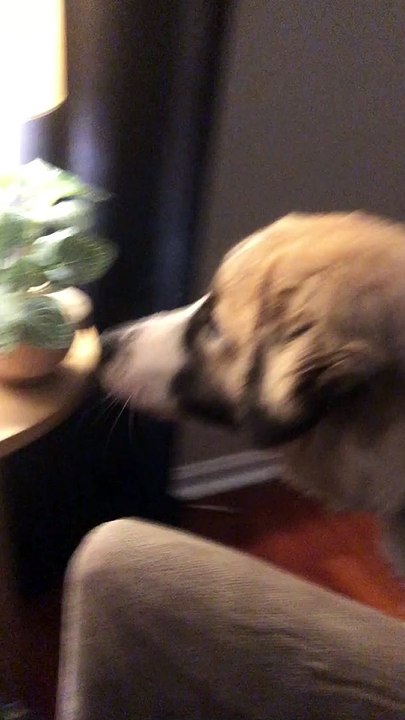 Dog Takes a Plant