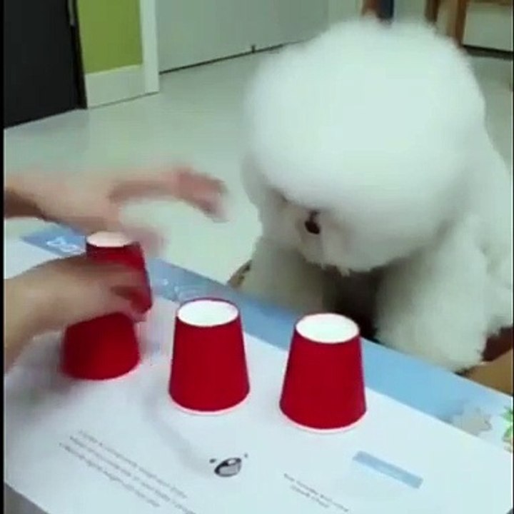 cat and dog funny video_