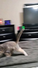 I Know I Can Get It!