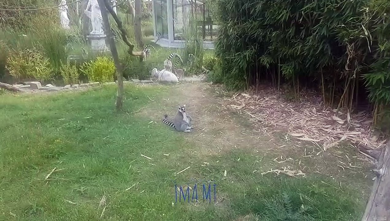 katta affen,so schön sind die !