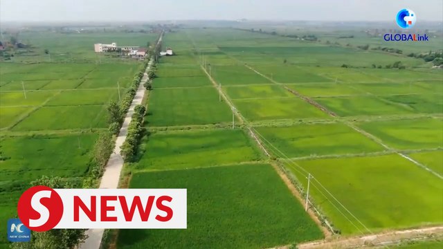 China's major rice-producing province vows to secure grain harvest against heatwaves