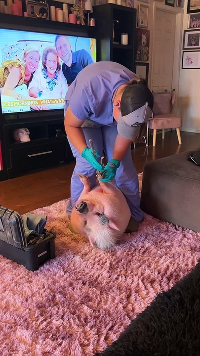 Piggy Smalls Gets His Nails Done