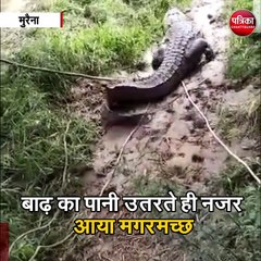 मुरैना : बाढ़ का पानी उतरते ही नजर आया मगरमच्छ