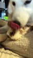 Husky Grooms Her Bunny Friend