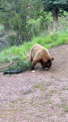 Acrobatic Bear Goes For Bird Feeder