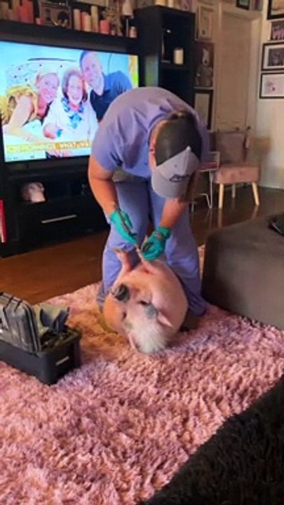 Piggy Smalls Gets His Nails Done