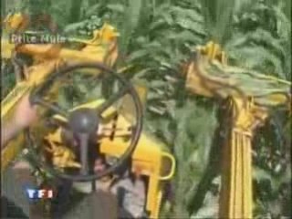 Incertitudes du maïs OGM Monsanto