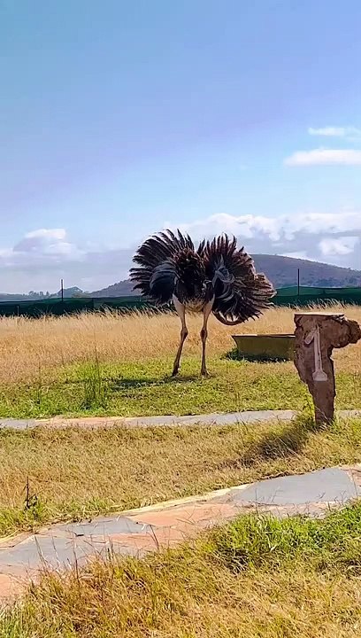 Ostrich Dances in Circles