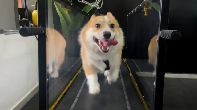 Une salle de sport climatisée pour chiens pour faire face aux fortes chaleurs