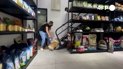 صالة رياضية للكلاب في أبوظبي لمواجهة حرارة الصيف