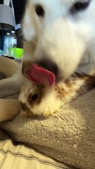 Husky Grooms Her Bunny Friend