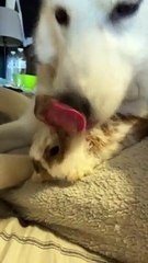 Husky Grooms Her Bunny Friend