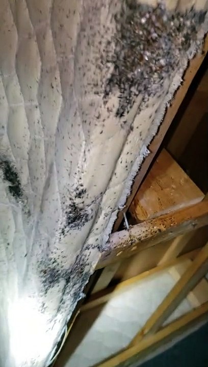 Really Bad Bedbug Infestation