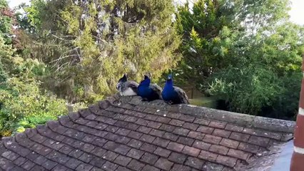 Couple's shock as peacocks take a rest on their roof