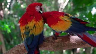 Parrot  in video with love